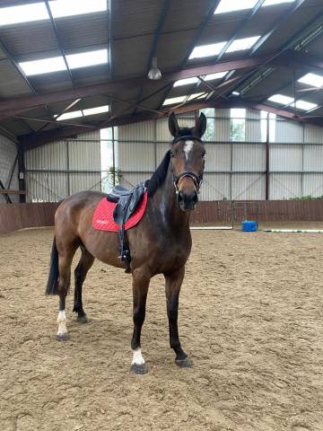 Sella mista Devoucoux  17.5" - 2018