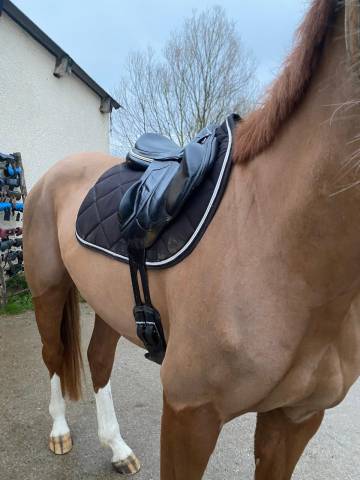 Sella mista Devoucoux  17.5" - 2018