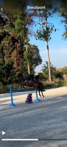 Castrone Sella Francese Mezza-Pensione 2017 Baio