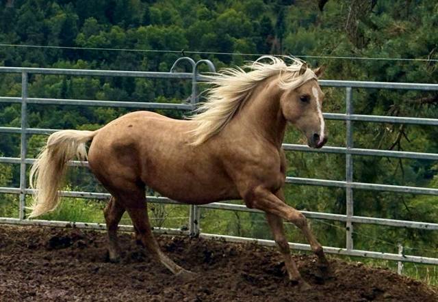 Intero Paint Horse In vendita 2023 Palomino