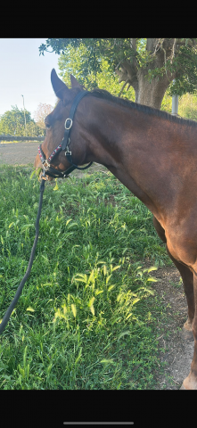 Quarter Horse