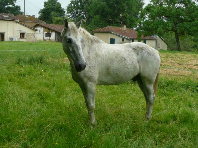 Castrone Cavallo da Sella In vendita 2013 Grigio