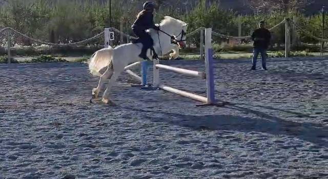 Pony castrone Spagnolo anno 2016