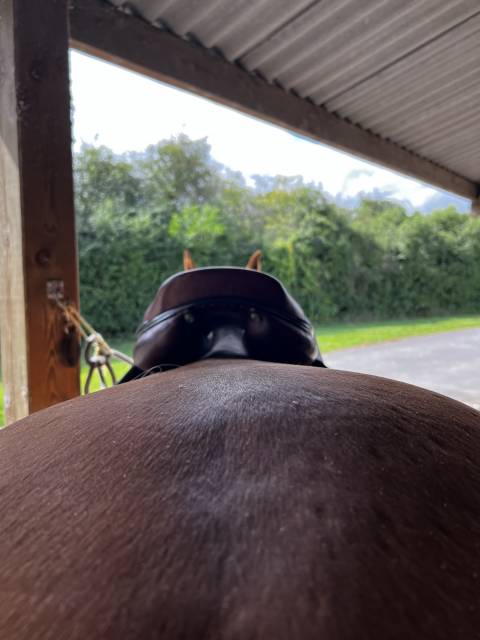 Sella da salto ostacoli Amerigo  17.5" - 2022