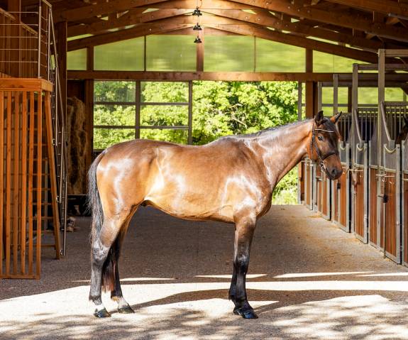 Castrone Sella Francese In vendita 2022 Baio