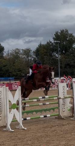 Castrone Zangersheide In vendita 2018 Sauro