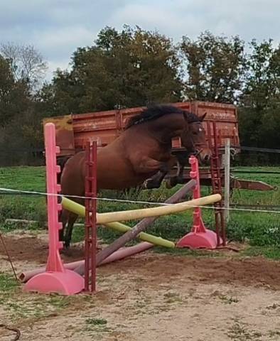 Cavalla Connemara In vendita 2019 Baio ,  TITUS DE LIAF