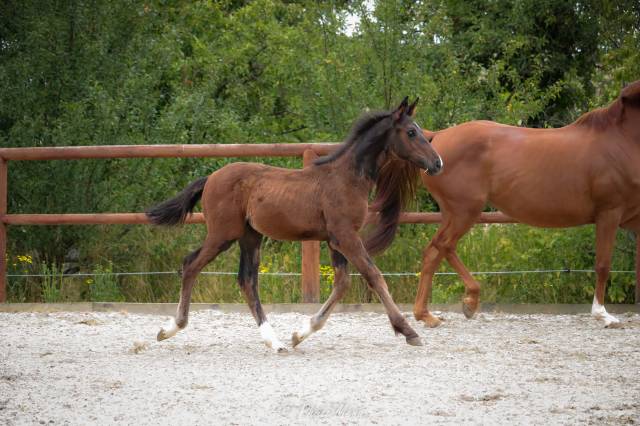 Puledro Sella Francese In vendita 2025 Baio ,  Rpm canturando 