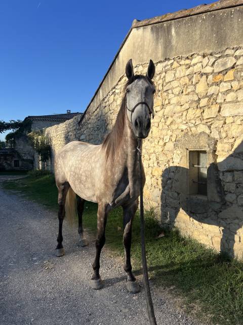 Sella da dressage Antarès  17" - 2020