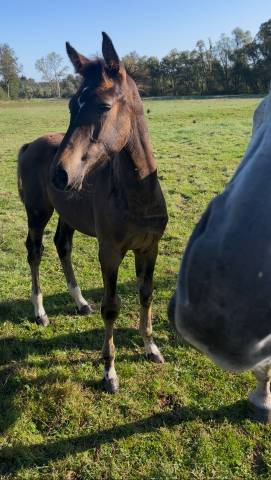 Puledro Origine non conosciuta  In vendita 2025 Baio scuro