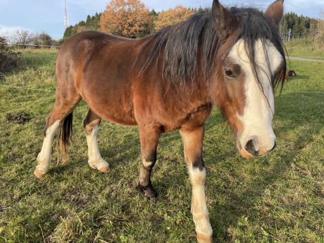 Thor - Welsh Poney (Sezione A) 2023 ,  Quincy