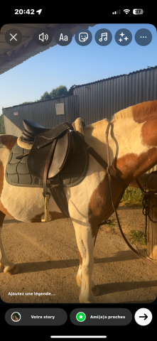 Altra sella Privilège Equitation  17" - 2014