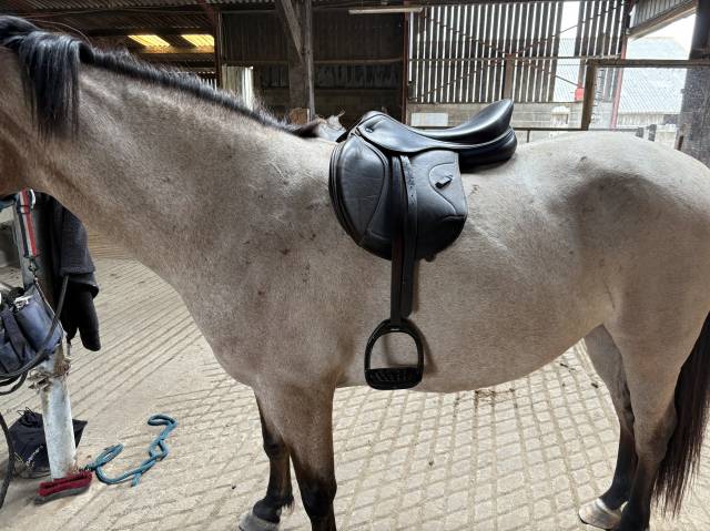 Sella mista Ikonic  17" - 2024