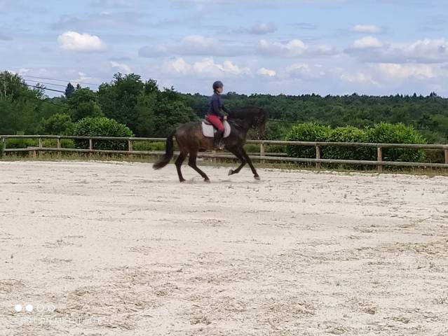 Stallone PRE Andaluso In vendita 2016 Baio