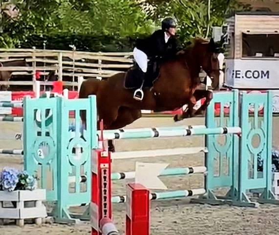 Cavalla Sella Francese In vendita 2016 Sauro ,  Cartoon Z