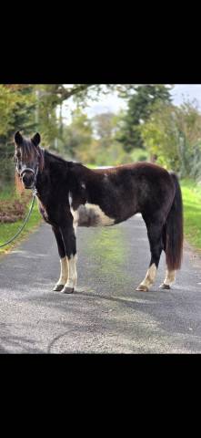 Cavalla Connemara In vendita 2006 Pezzato