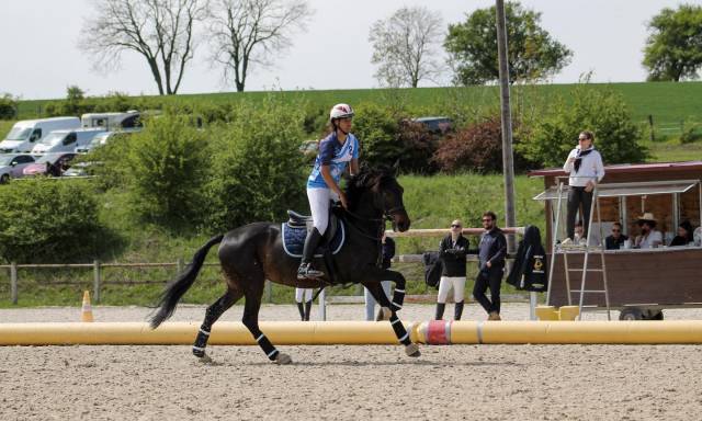 Cavalla Lusitano In vendita 2013 Baio scuro