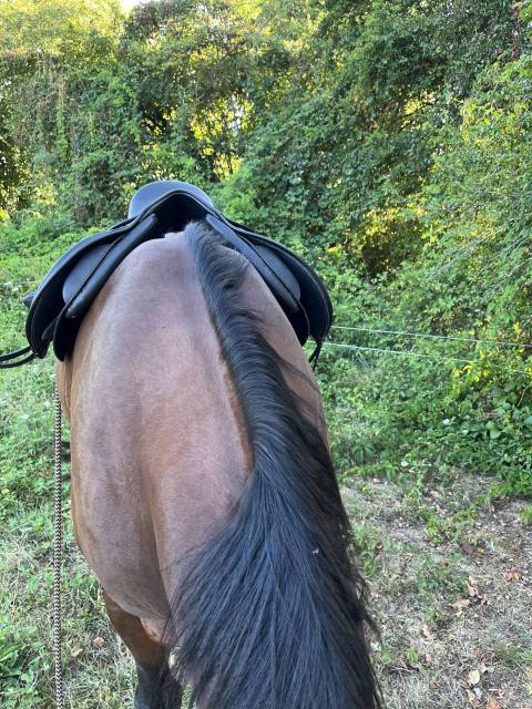 Sella mista  Cavalhorse  17" - 2018