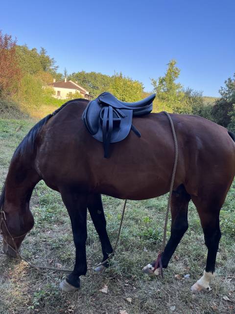 Sella mista  Cavalhorse  17" - 2018