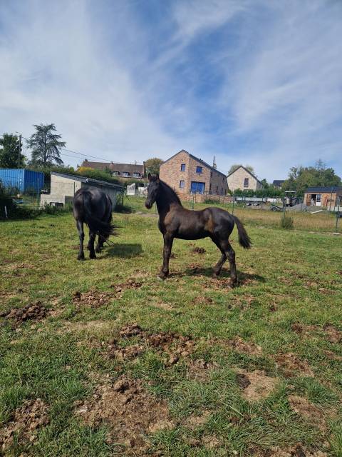 Puledro Frisone In vendita 2024 Nero