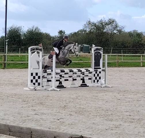 Cavalla New Forest In vendita 2020 Grigio ,  Figaro selande