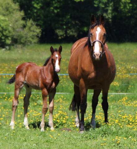 Puledro Sella Francese In vendita 2025 Baio