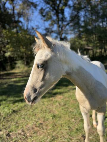 Puledro PFS Pony Francese da Sella In vendita 2025 Pezzato