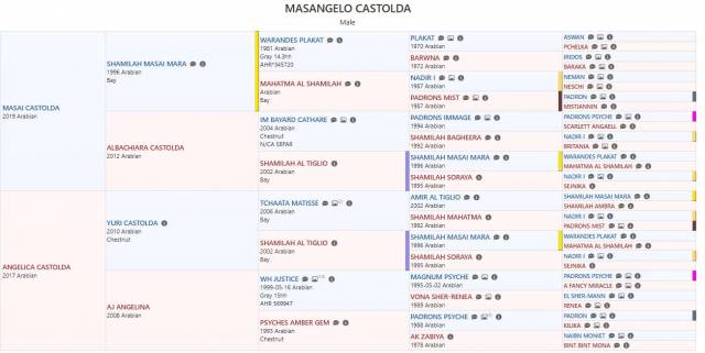 Puledro purosangue arabo