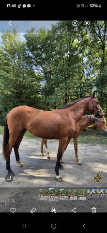 Cavalla Zangersheide In vendita 2023 Baio ,  KARAT J .polonais