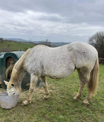 Cavalla Sella Francese In vendita 2008 Grigio ,  CORLAND