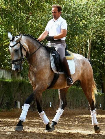 Cavalla Lusitano In vendita 2022 Grigio
