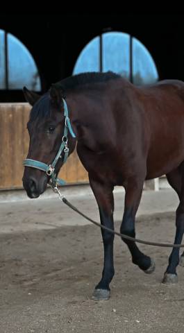 Cavalla PRE Andaluso In vendita 2023 Baio