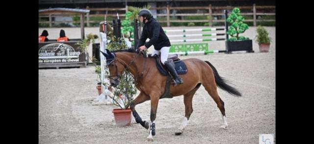 Cavalla Sella Francese In vendita 2018 Baio ,  Utah van de rock