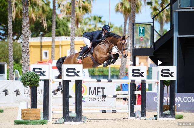 Castrone Sella Francese In vendita 2014 Baio