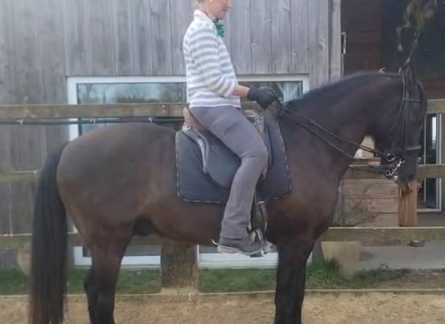 Sella da dressage Ludomar  17.5" - 2020