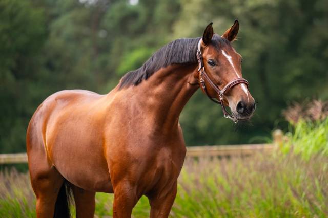 Cavalla Westphalien In vendita 2017 Baio ,  BELLISSIMO M