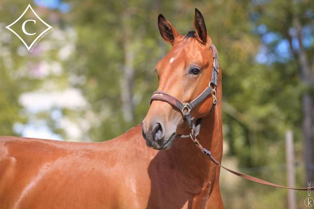 Intero Lusitano In vendita 2021 Baio ,  EQUADOR MVL