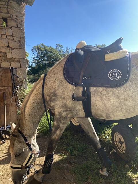 Sella mista Norton  16.5" - 2024