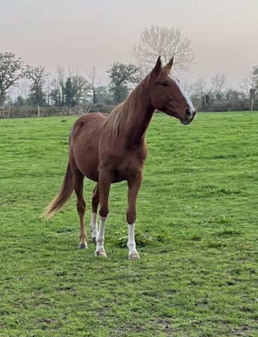 Castrone Sella Francese In vendita 2021 Sauro