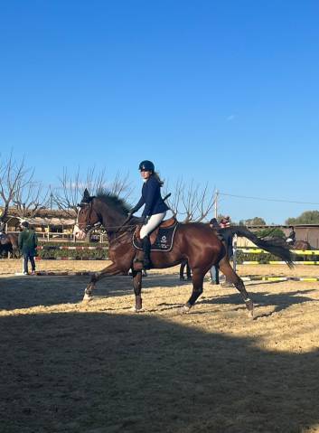 Flash M - Cavallo Ollandese del 2010