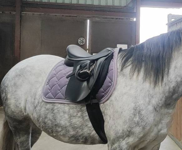 Sella mista Wintec Wintec 500 wide polyvalente (all-purpose) 17.5" - 2022