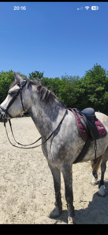 Sella mista Wintec Wintec 500 wide polyvalente (all-purpose) 17.5" - 2022