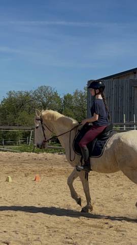 Sella da dressage   17.5" - 2023