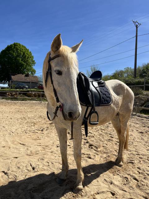 Sella da dressage   17.5" - 2023