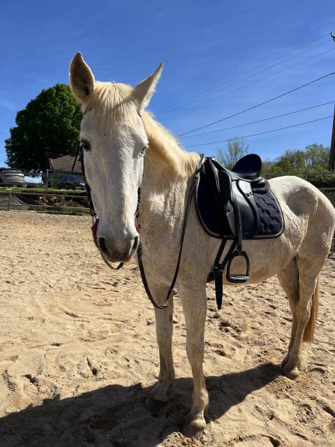 Sella da dressage   17.5" - 2023