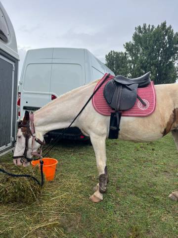 Sella mista Privil&egrave;ge Equitation  17" - 2022