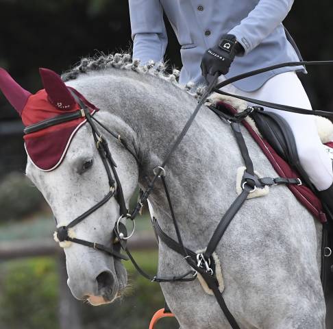 Cavalla da salto per primo grado
