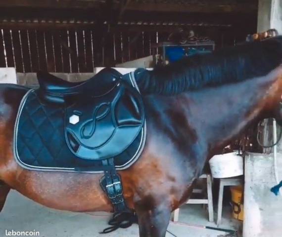 Sella da salto ostacoli Time Rider  17" - 2021