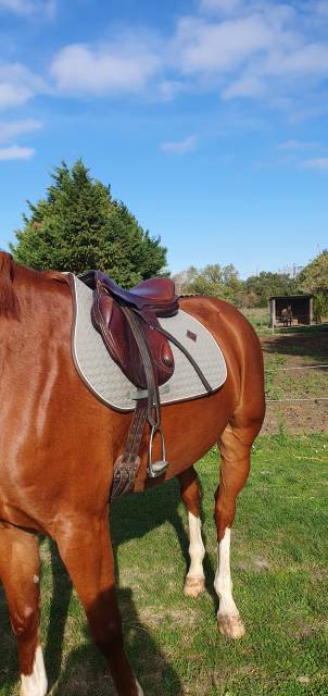 Sella da cross Eric Thomas  17.5" - 2012