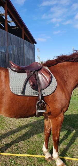 Sella da cross Eric Thomas  17.5" - 2012